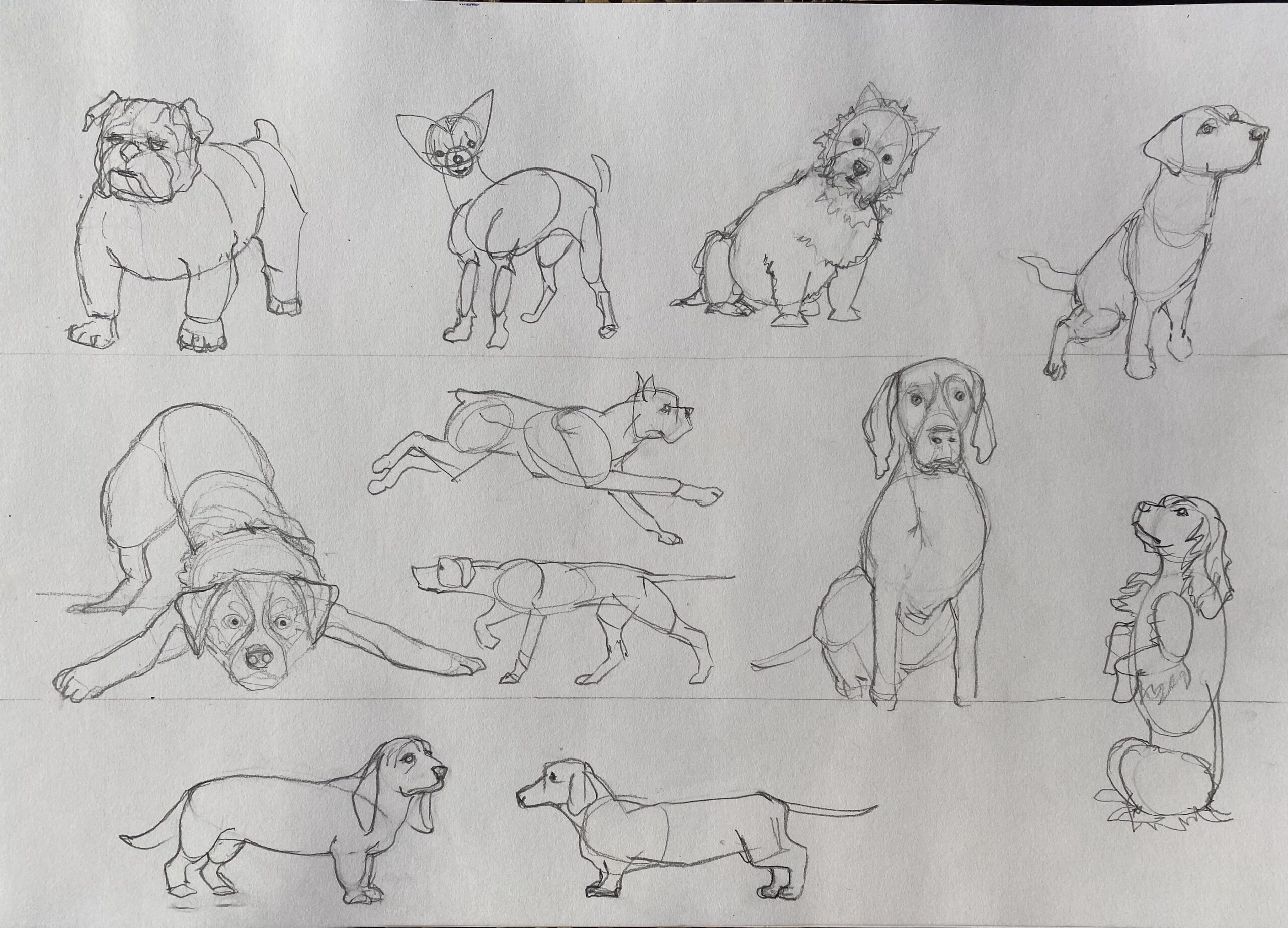 How To Draw Dogs In 4 Easy Steps