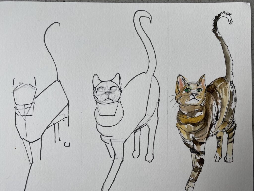 Cat portrait timeline video.